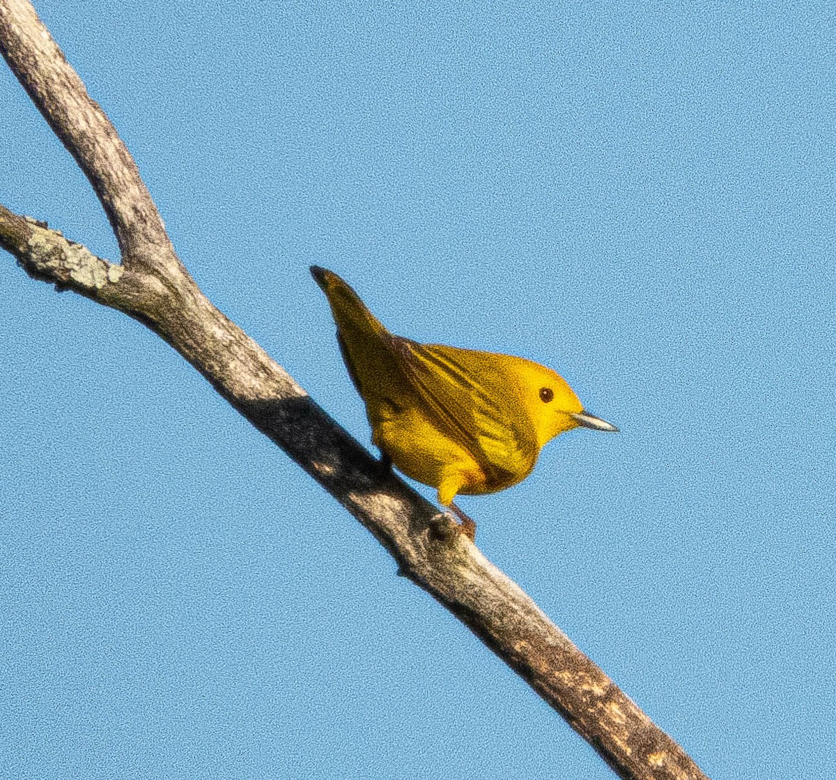 Yellow Warbler - ML619578188