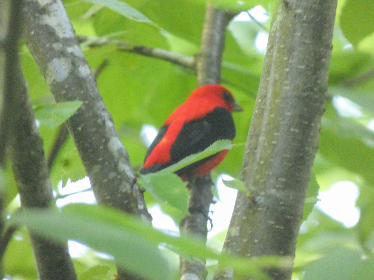 Scarlet Tanager - ML619578189