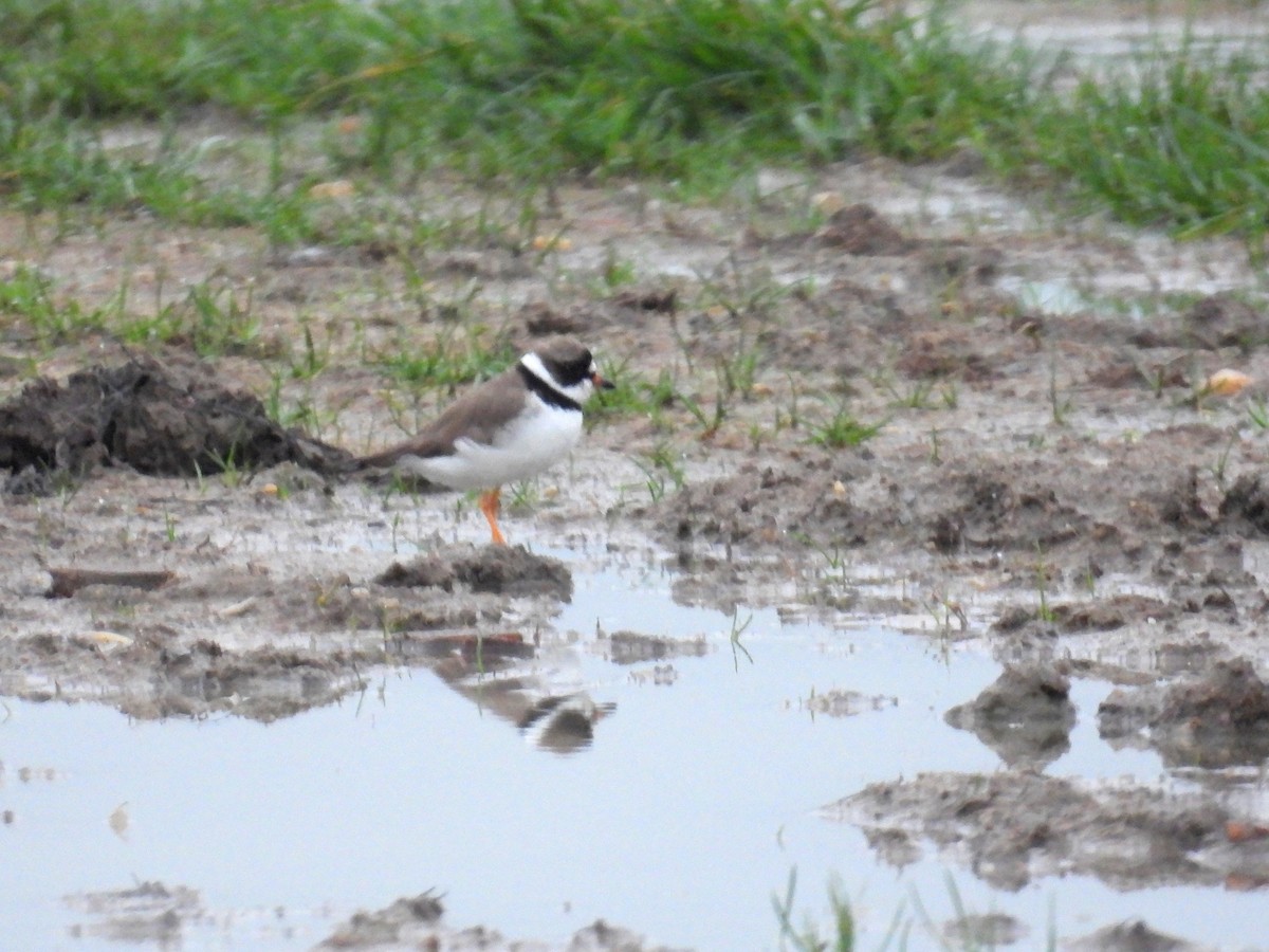 Semipalmated Plover - ML619578220
