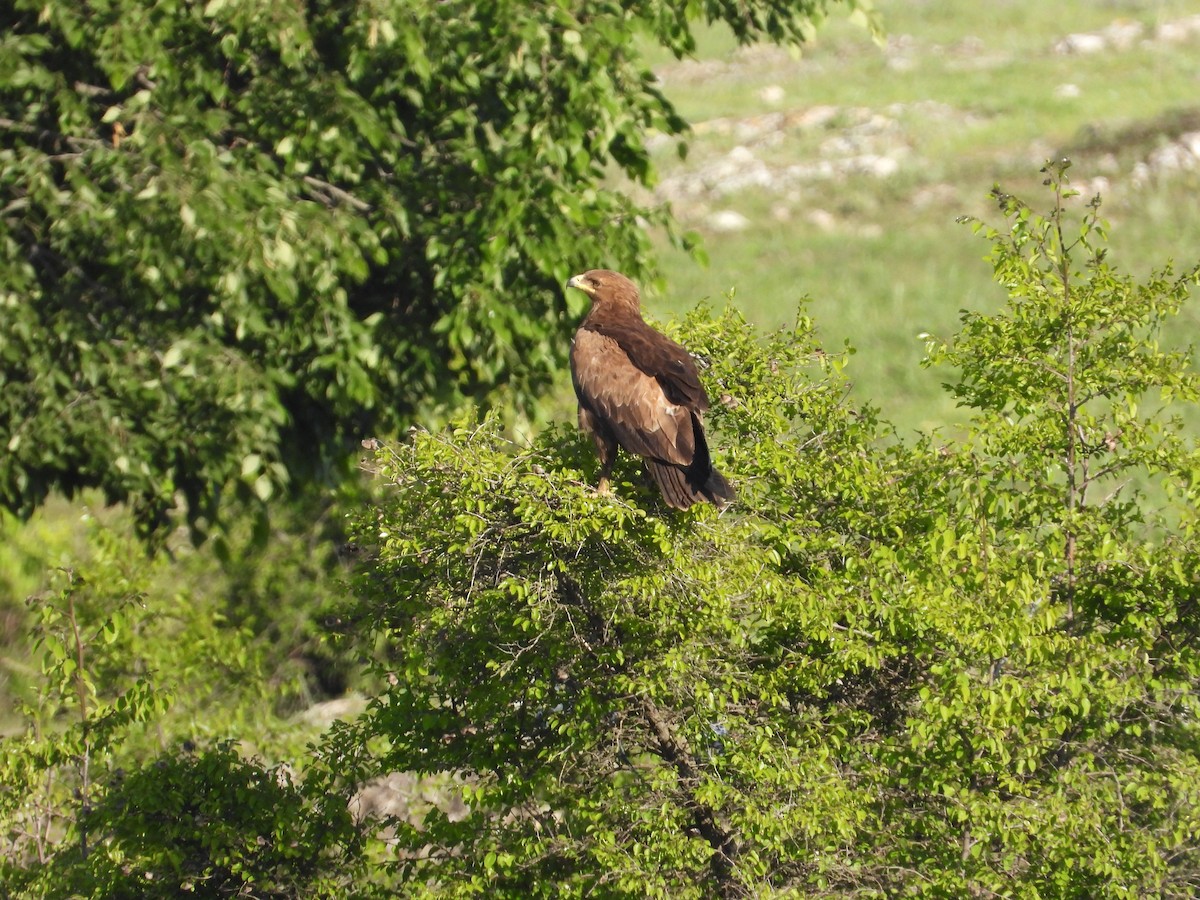 Lesser Spotted Eagle - ML619578232