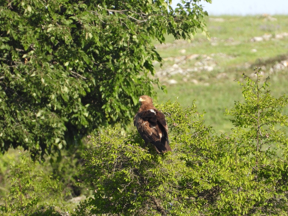 Lesser Spotted Eagle - ML619578233