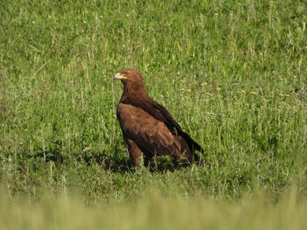 Lesser Spotted Eagle - ML619578234