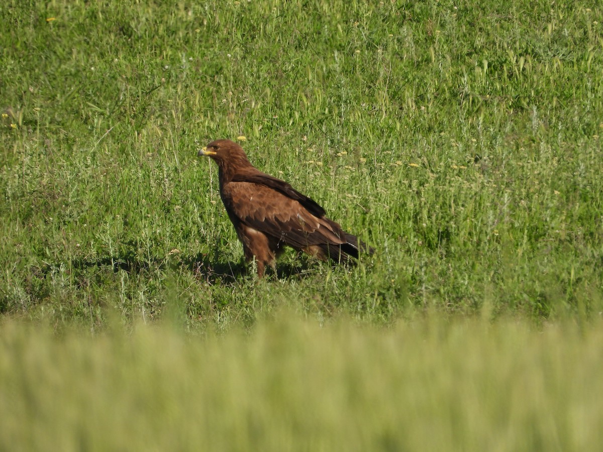 Lesser Spotted Eagle - ML619578236