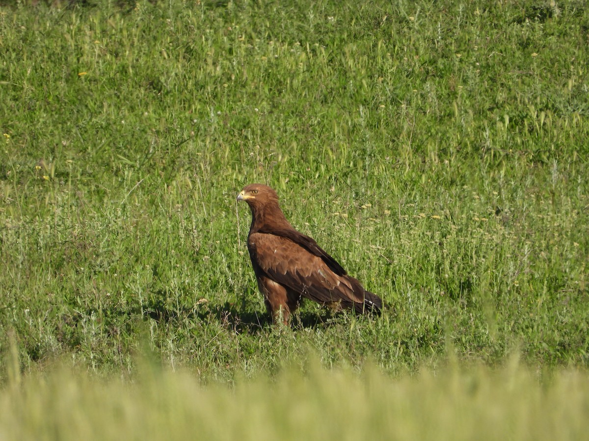 Lesser Spotted Eagle - ML619578237