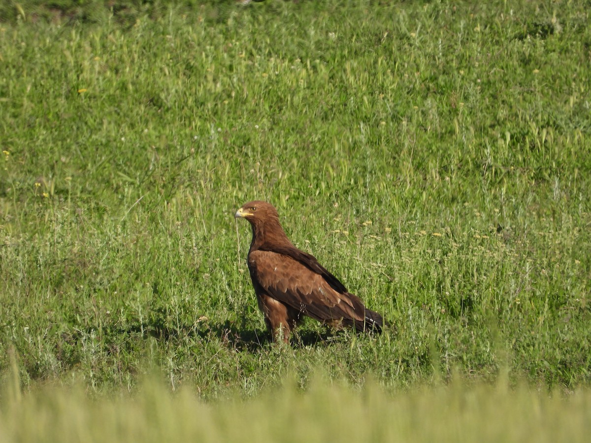 Lesser Spotted Eagle - ML619578238