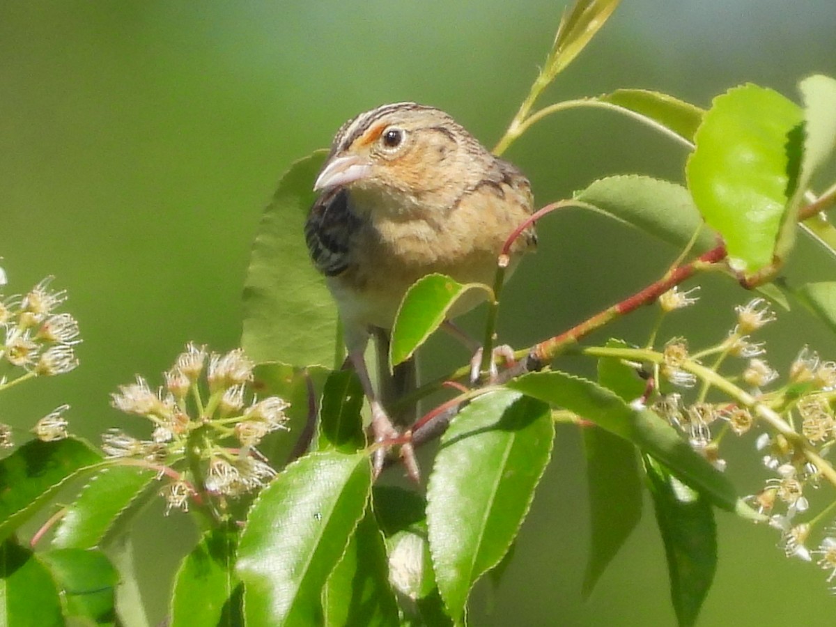 Grasshopper Sparrow - ML619578309