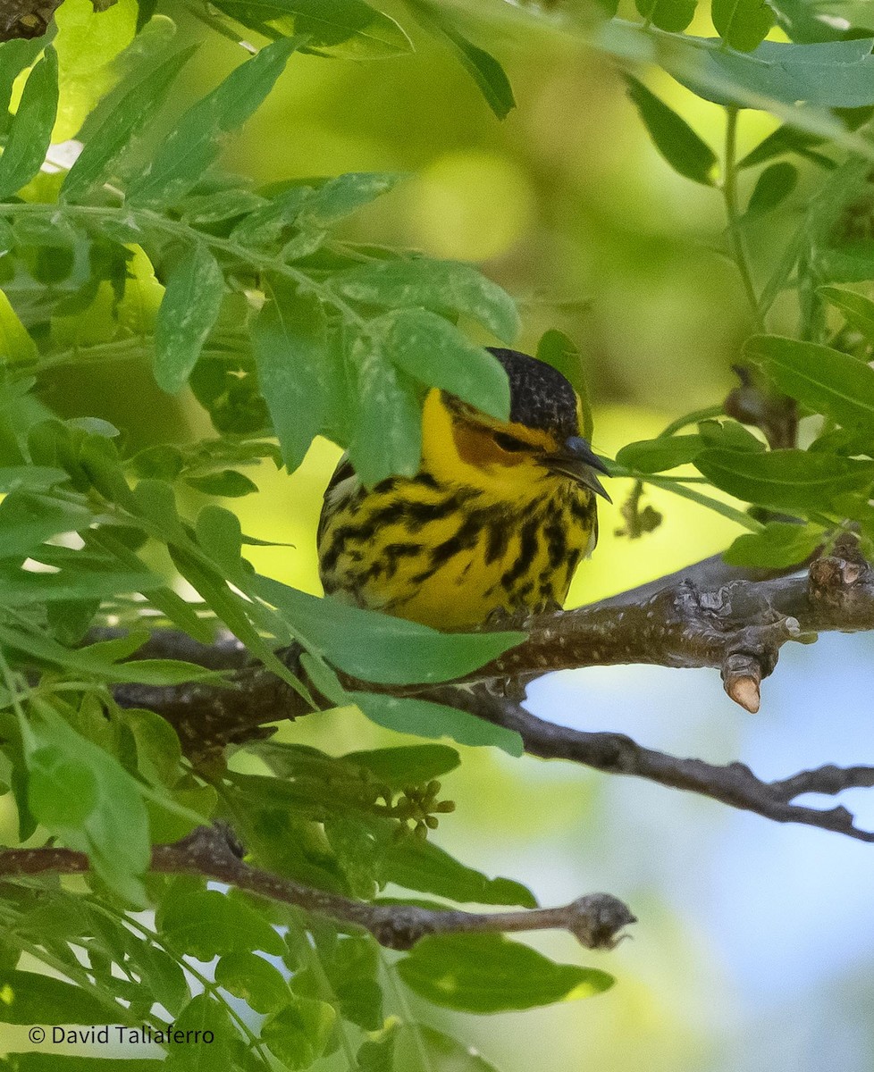 Cape May Warbler - ML619578312
