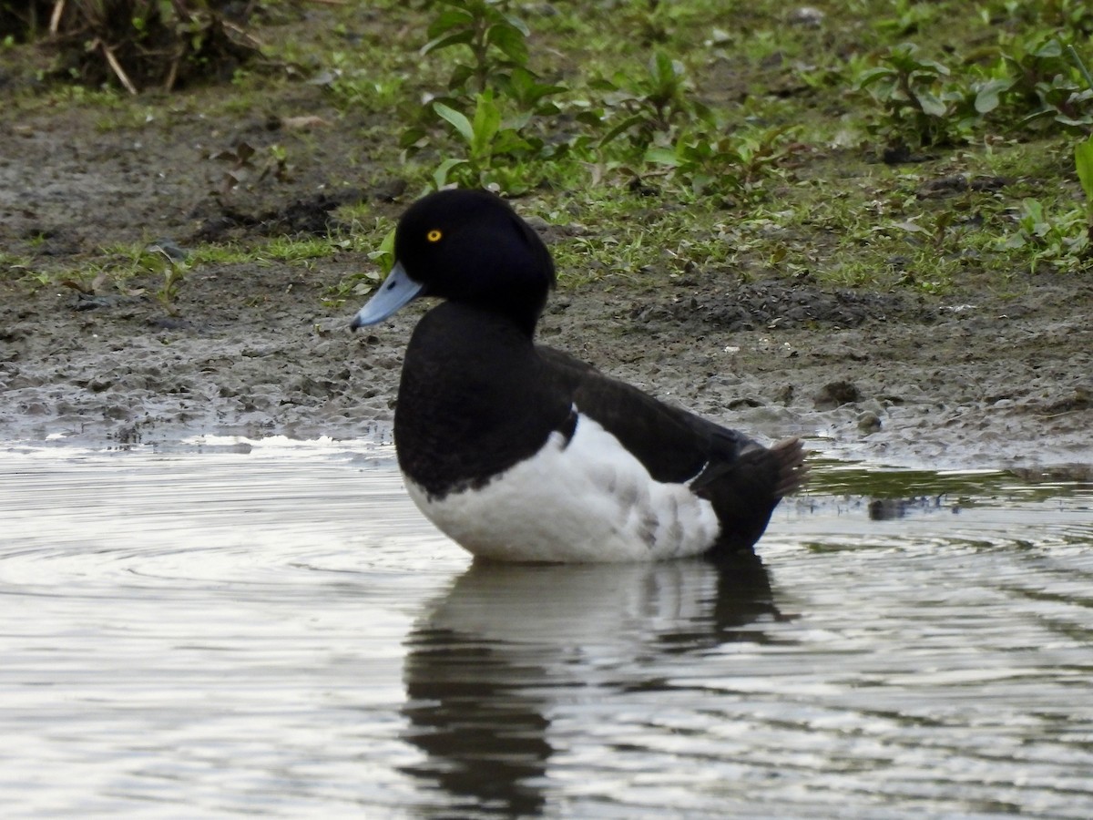 Tufted Duck - ML619578314