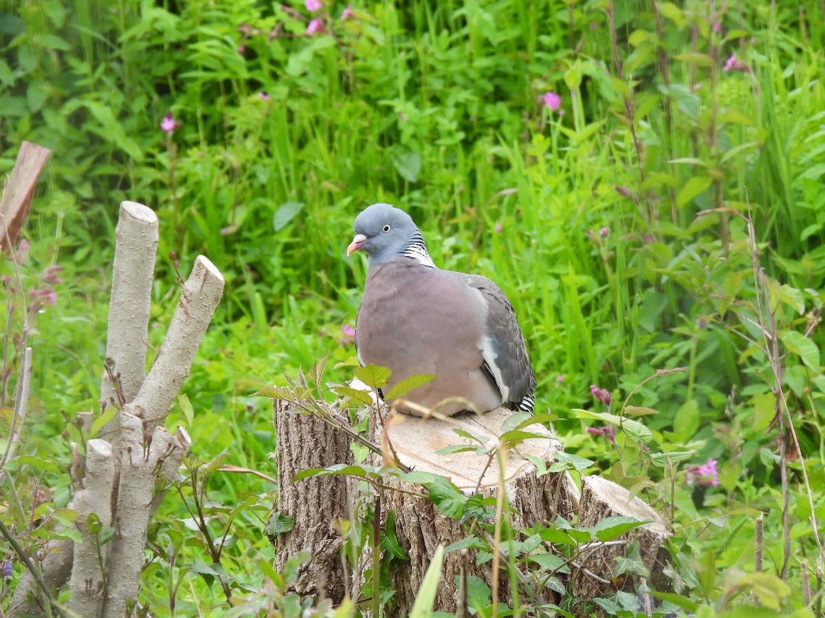 Common Wood-Pigeon - ML619578342