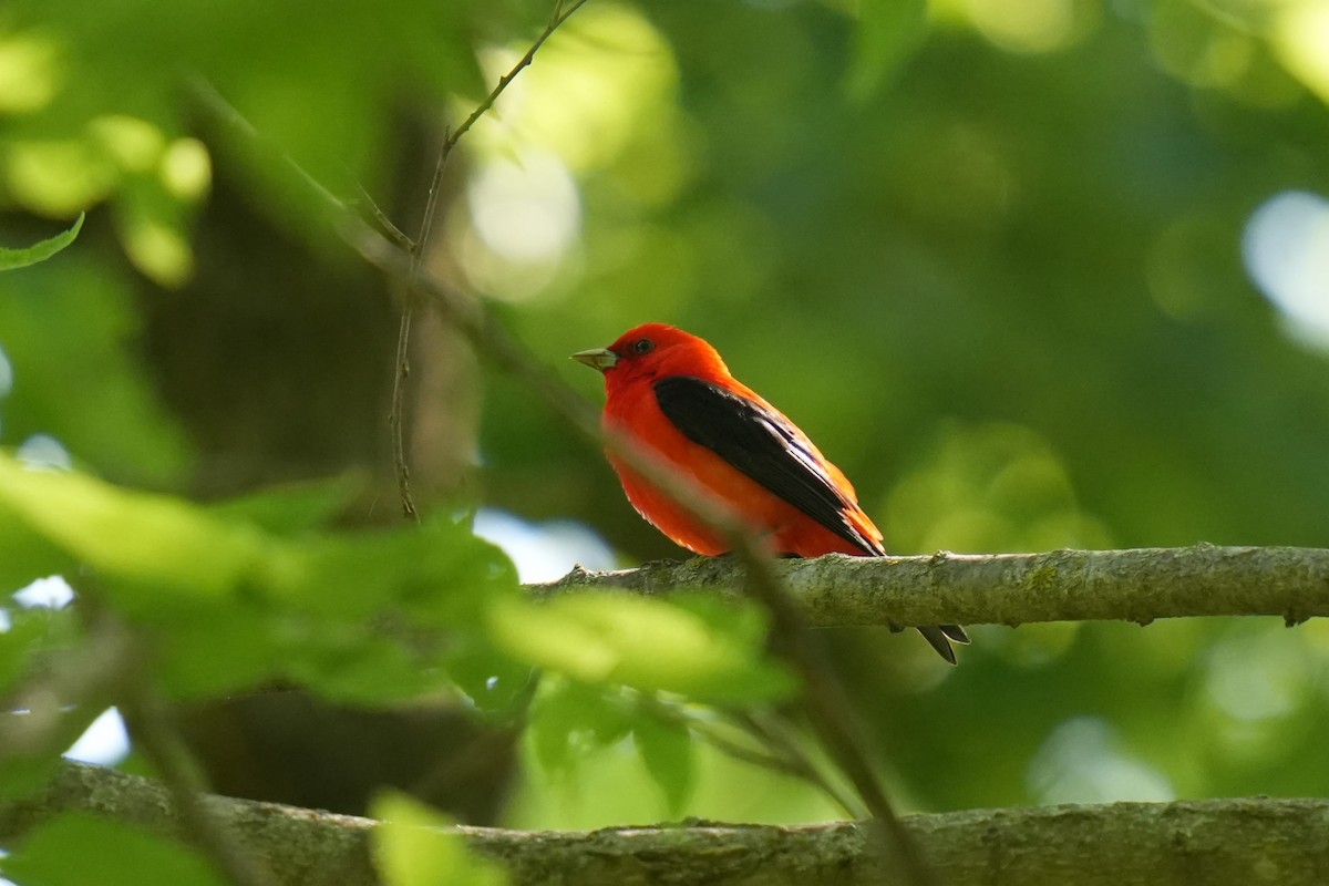 Scarlet Tanager - ML619578400