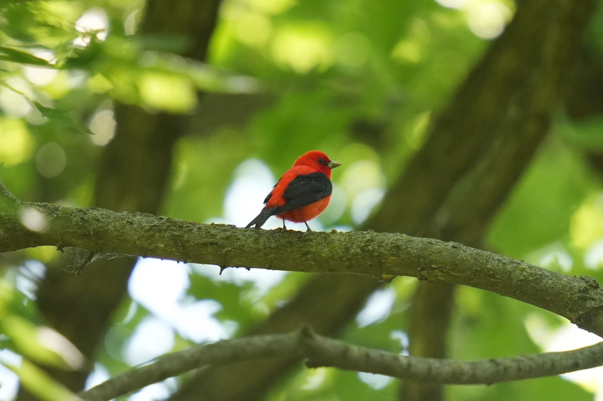 Scarlet Tanager - ML619578401