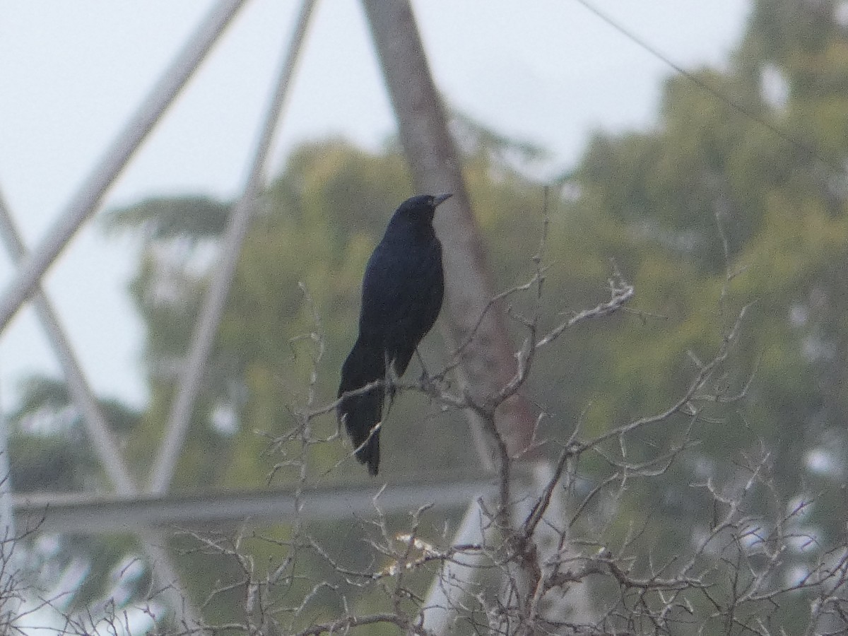 Great-tailed Grackle - ML619578436