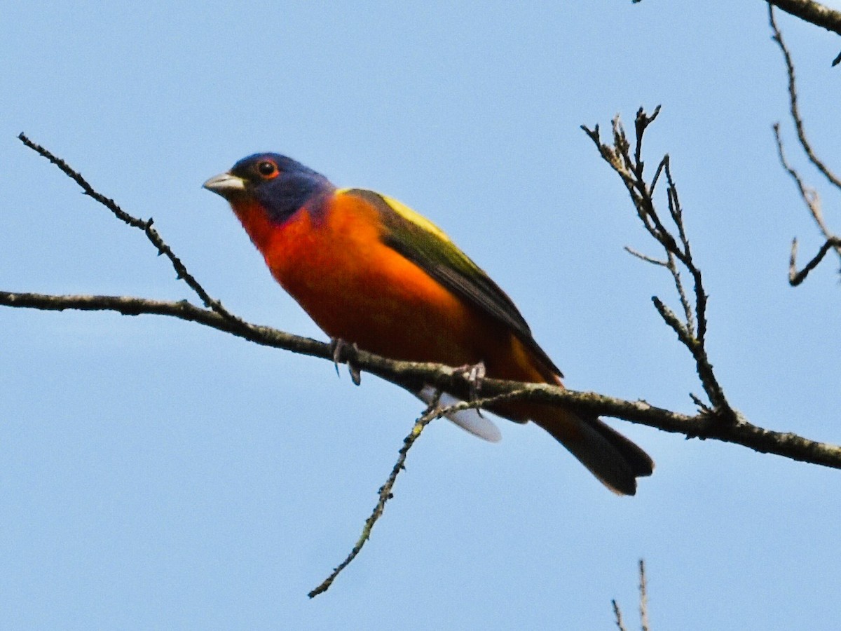 Painted Bunting - ML619578437