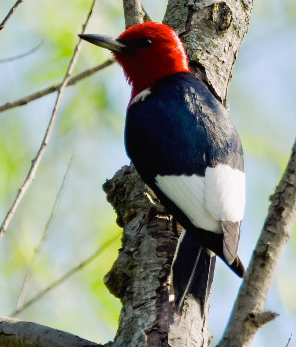 Red-headed Woodpecker - ML619578446