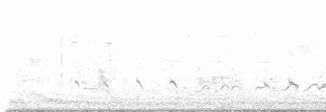 Schlammtreter (semipalmata) - ML619578470