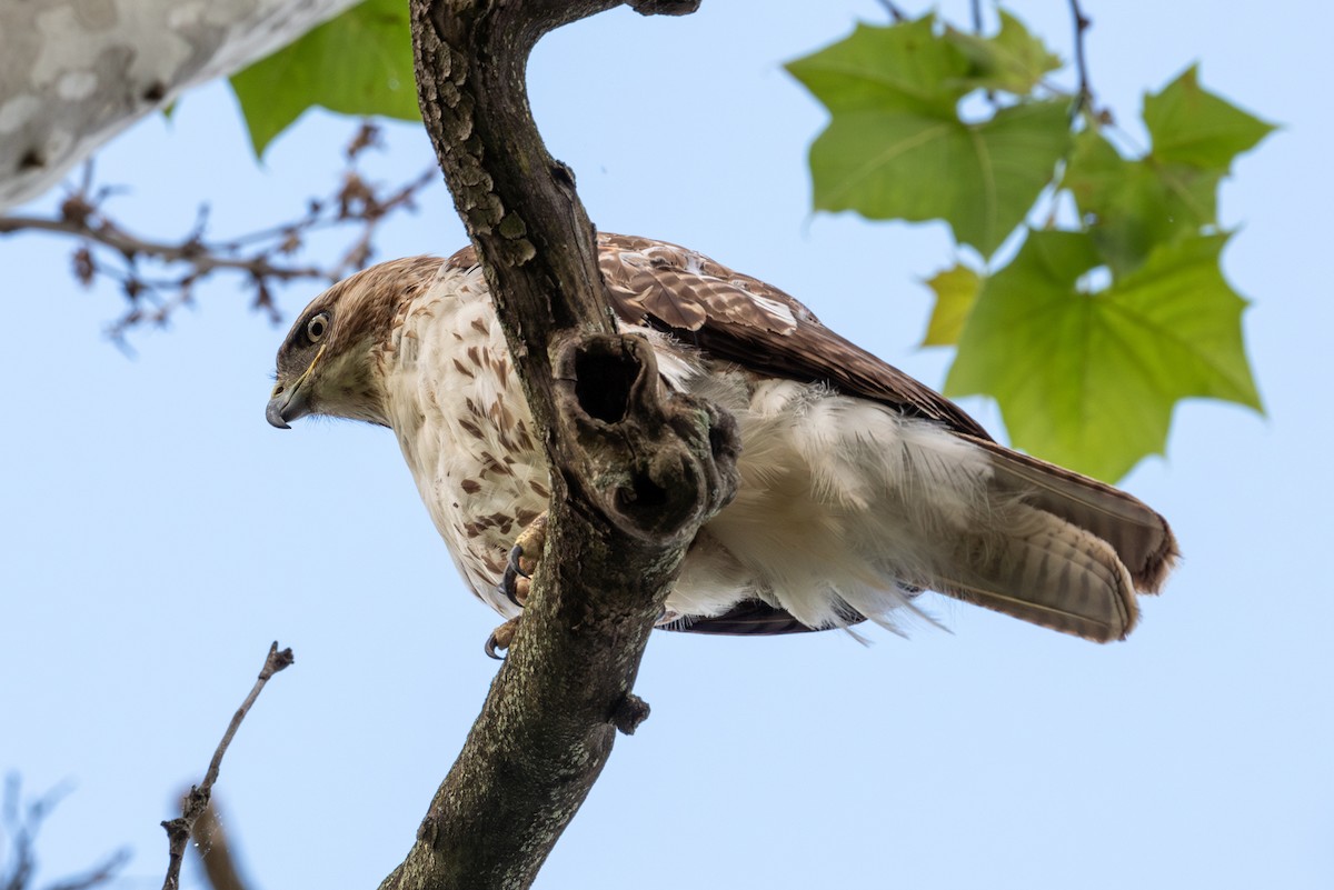 Red-tailed Hawk - ML619578512