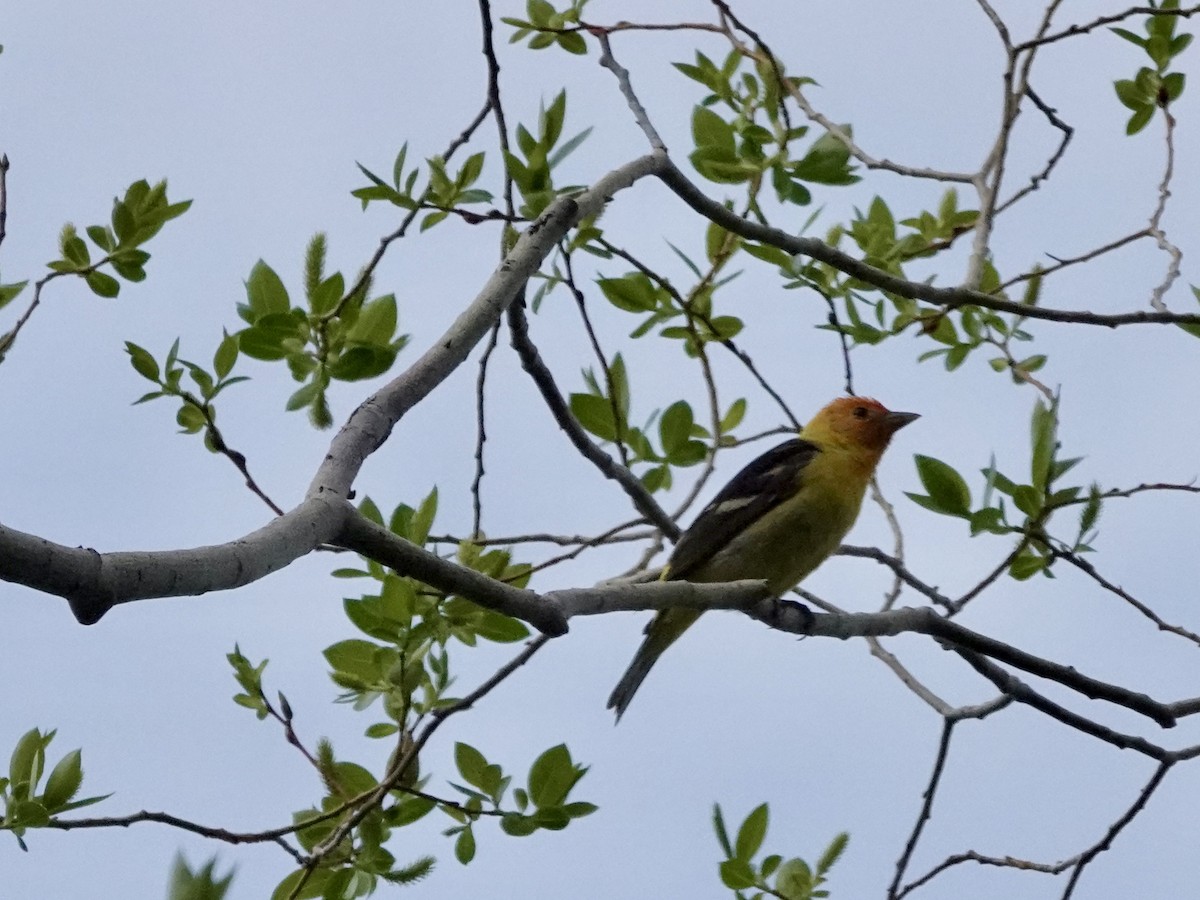 Western Tanager - ML619578540