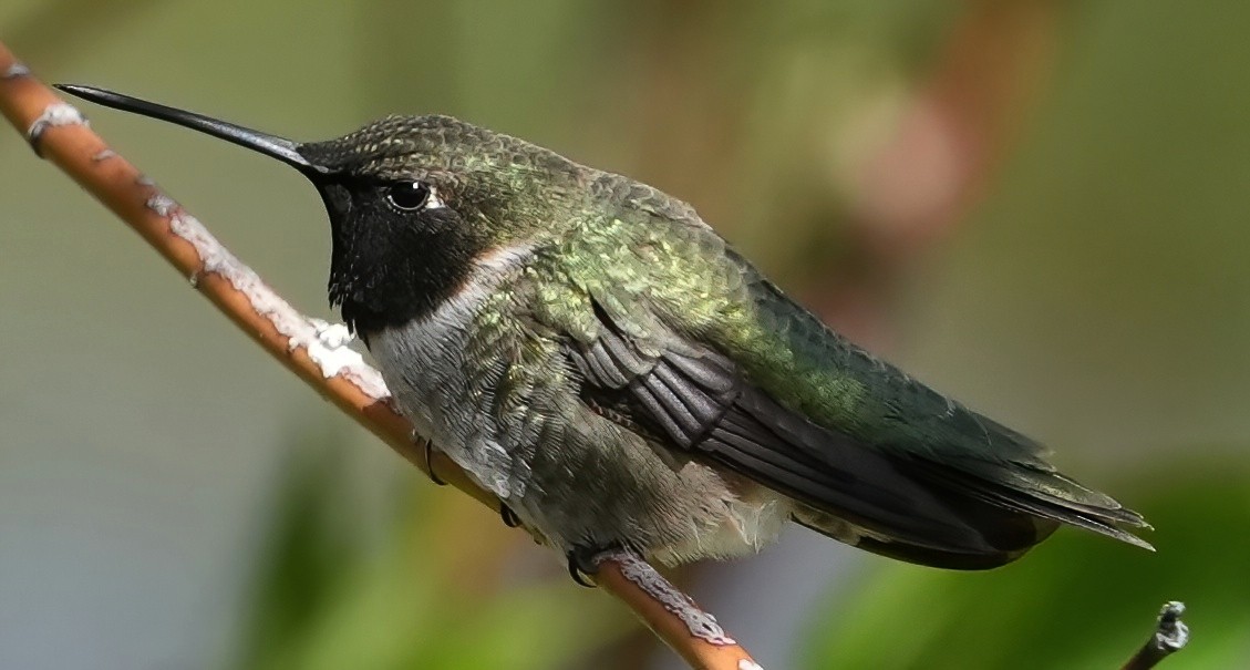 Black-chinned Hummingbird - ML619578605