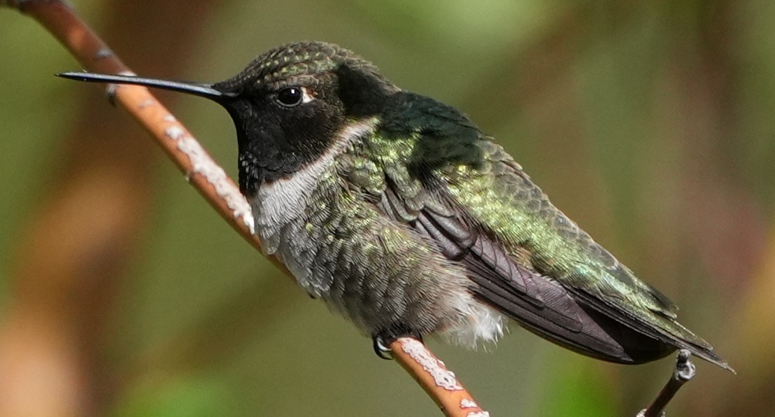 Black-chinned Hummingbird - ML619578607
