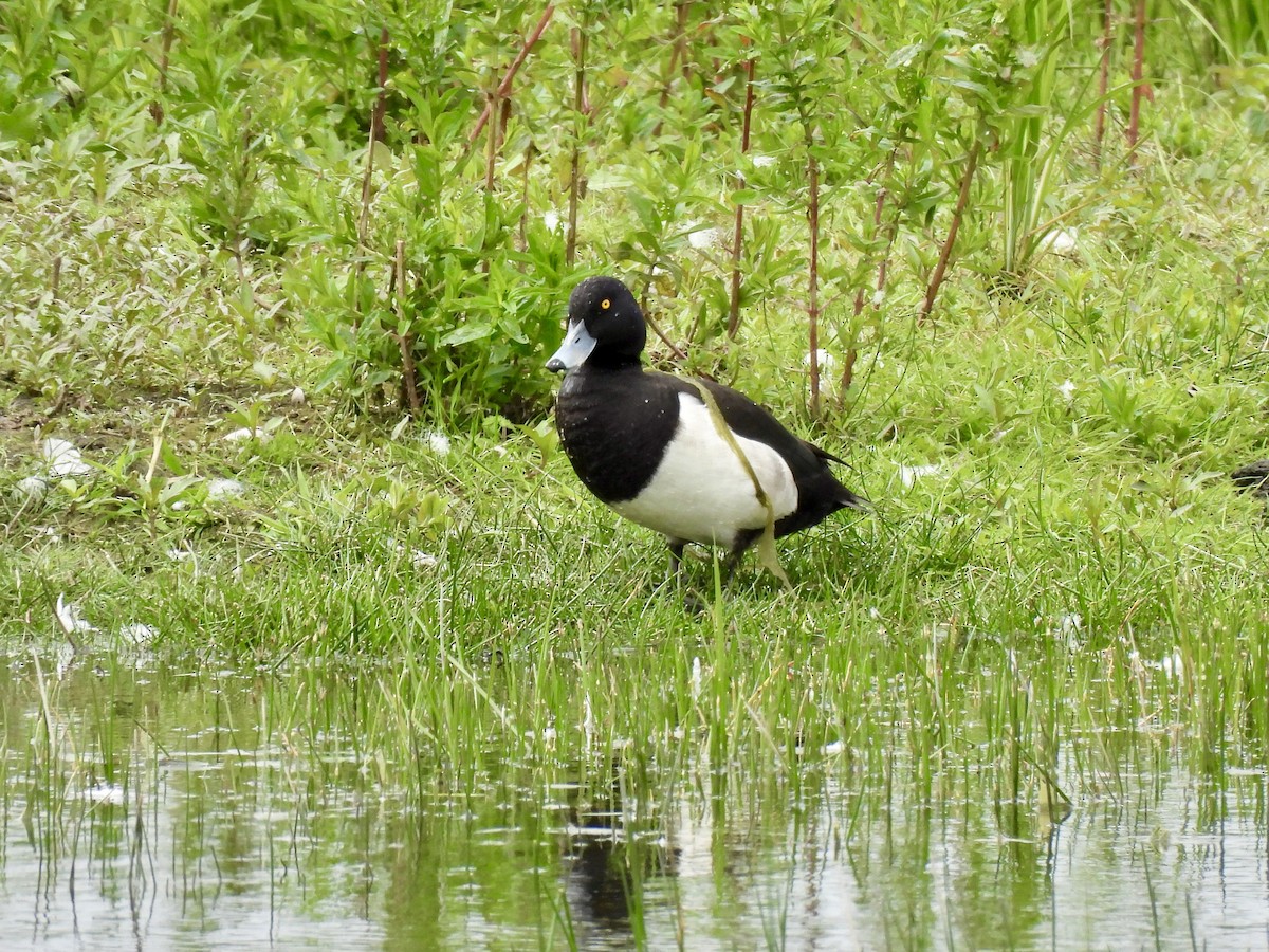 Tufted Duck - ML619578665