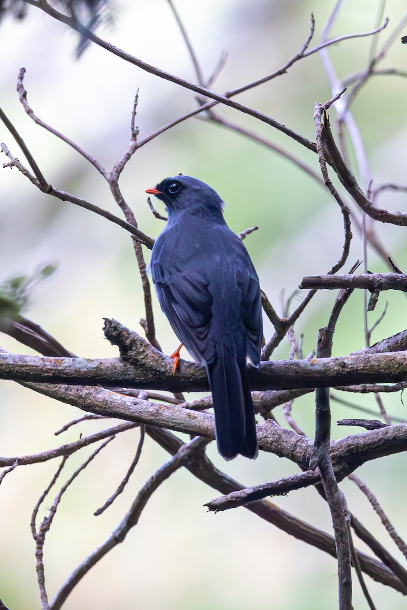 Black-faced Solitaire - ML619578689