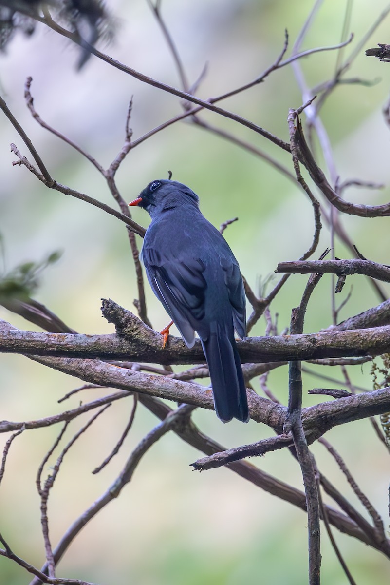 Black-faced Solitaire - ML619578690