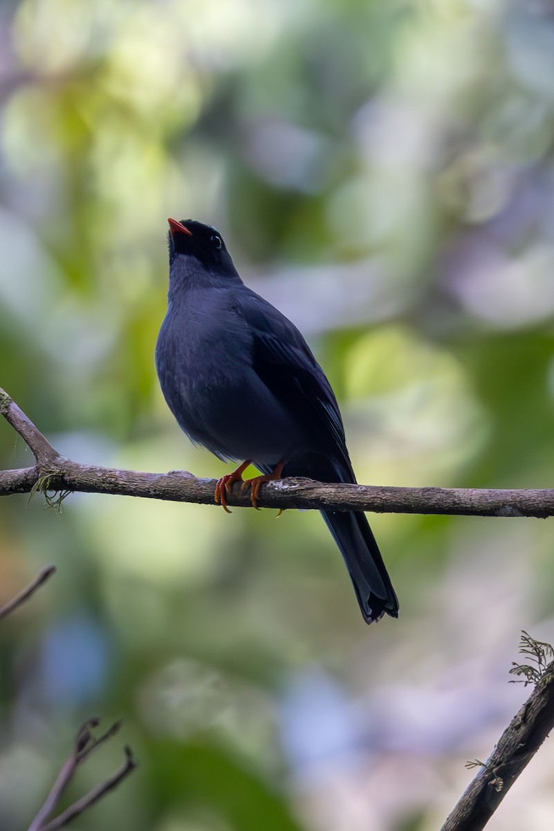 Black-faced Solitaire - ML619578691