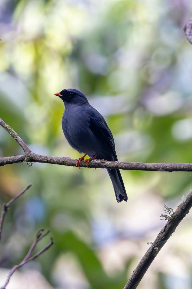 Black-faced Solitaire - ML619578692