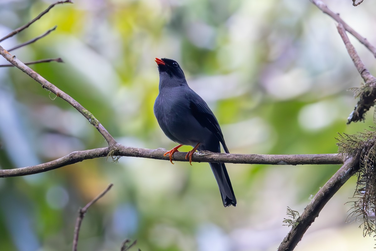Black-faced Solitaire - ML619578694