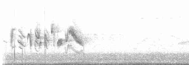 Braunaugenvireo (pusillus) - ML619578704