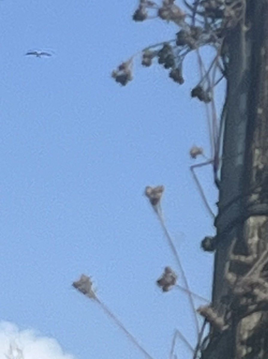 Swallow-tailed Kite - ML619578760