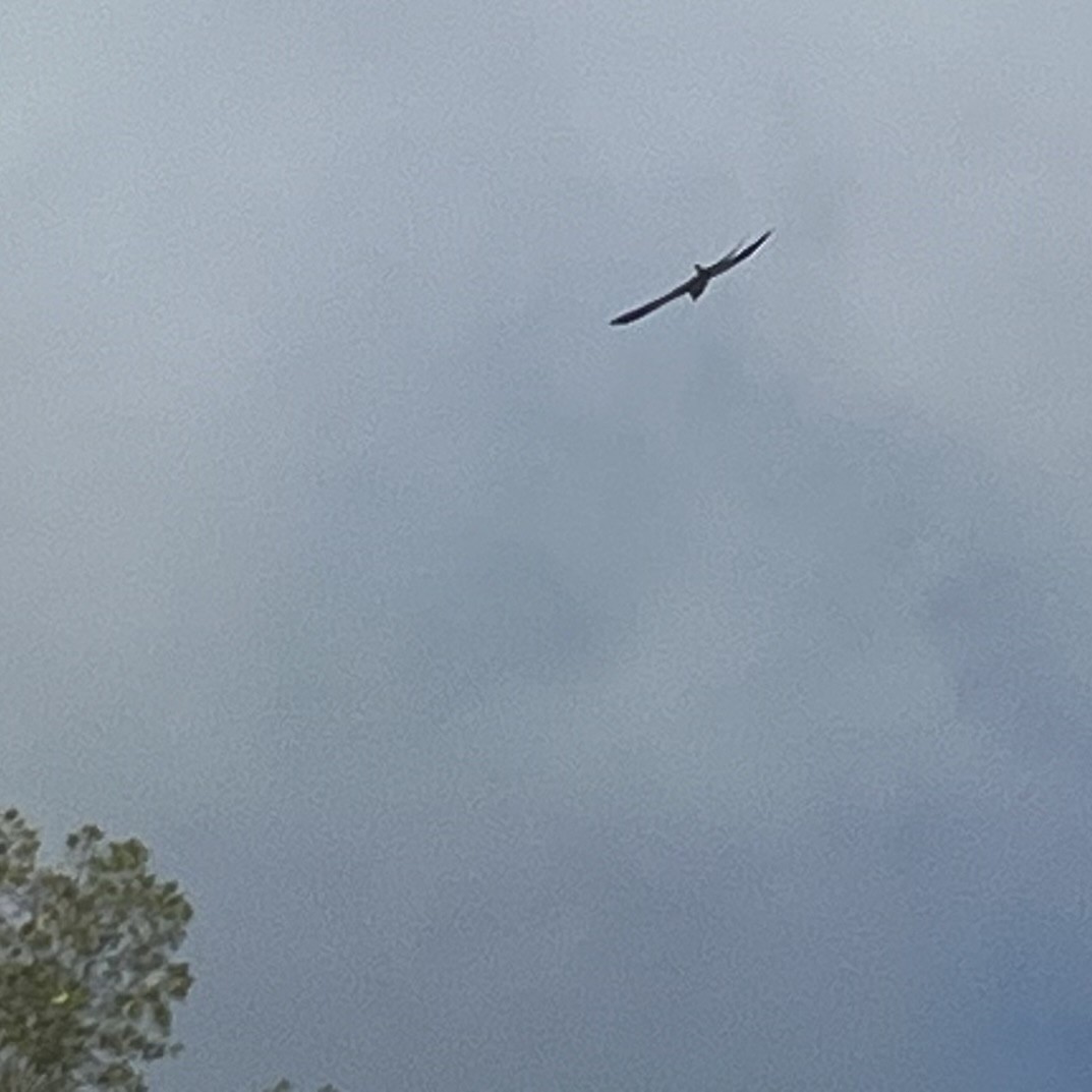 Swallow-tailed Kite - ML619578761