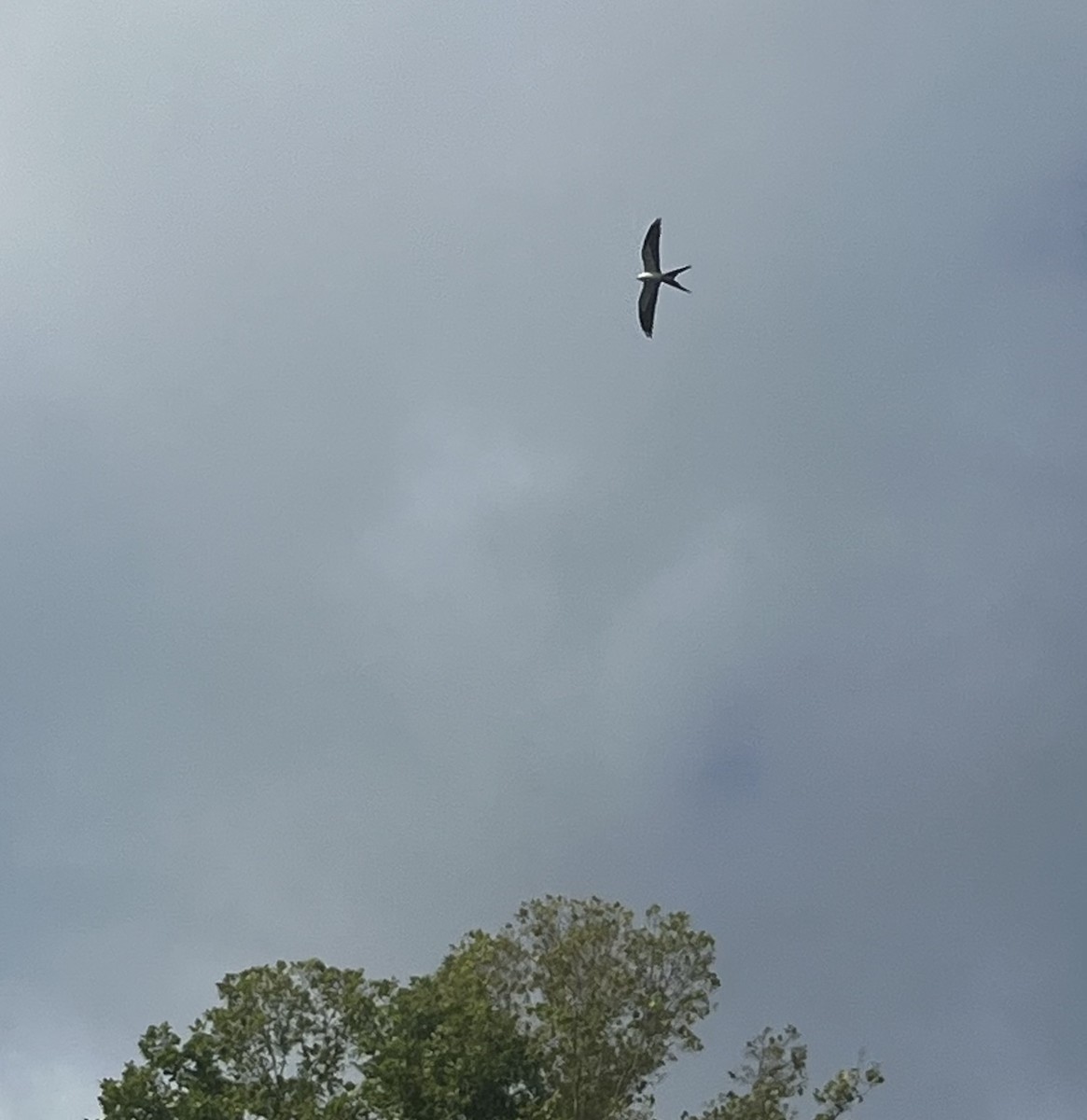 Swallow-tailed Kite - ML619578762