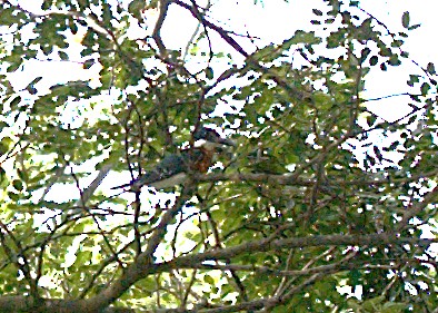 Green Kingfisher - ML619578783