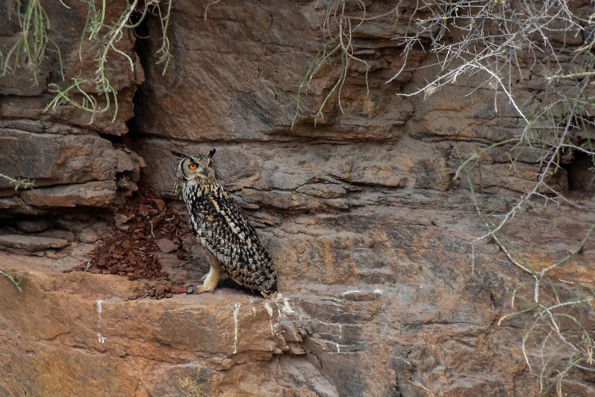 Rock Eagle-Owl - ML619578811