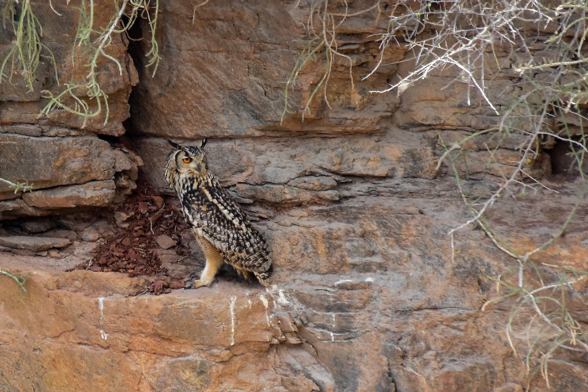 Rock Eagle-Owl - ML619578814