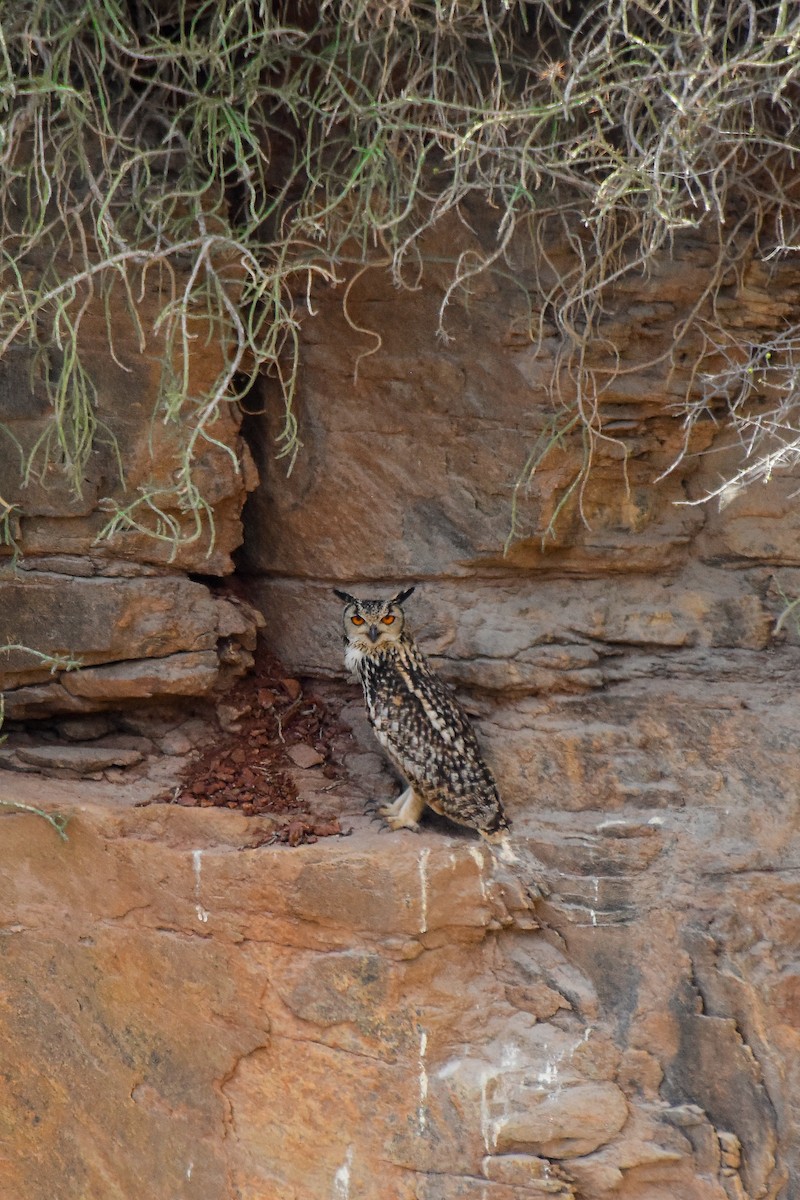 Rock Eagle-Owl - ML619578815
