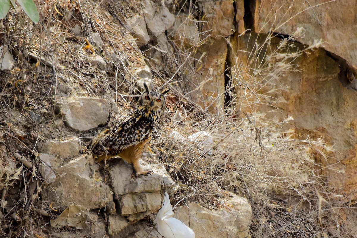 Rock Eagle-Owl - ML619578816