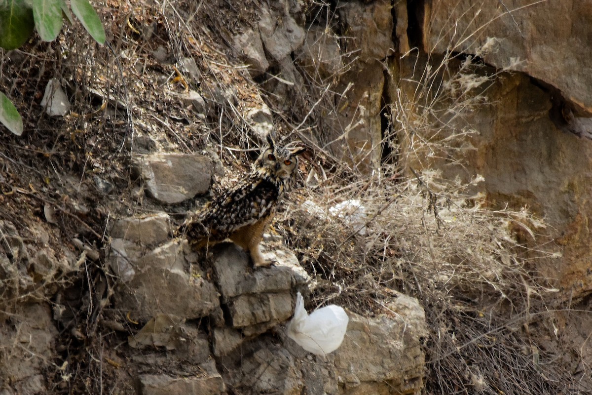 Rock Eagle-Owl - ML619578818