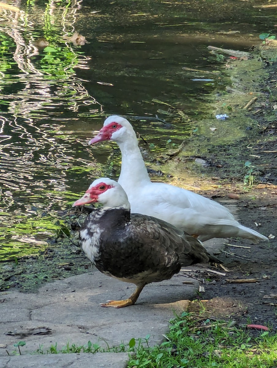 Muscovy Duck (Domestic type) - ML619578838