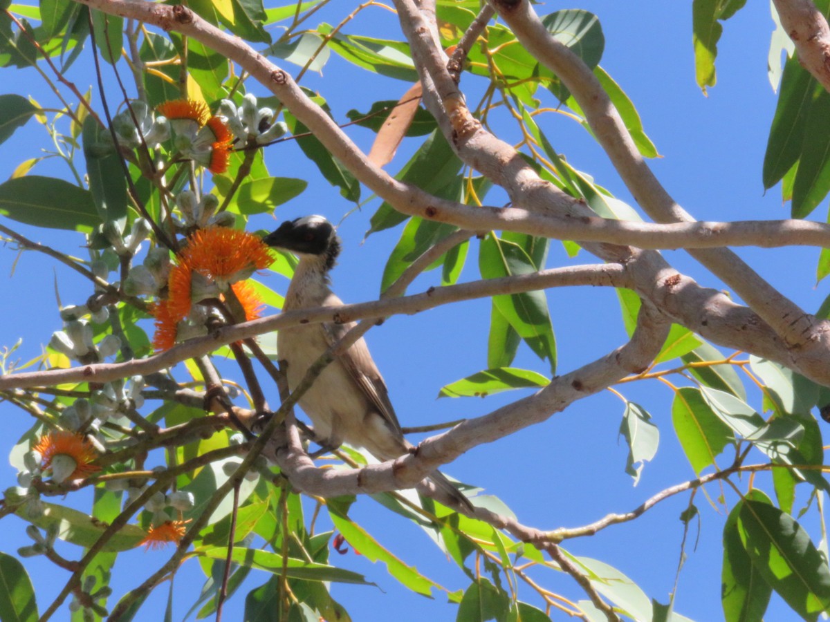 Silver-crowned Friarbird - ML619578858