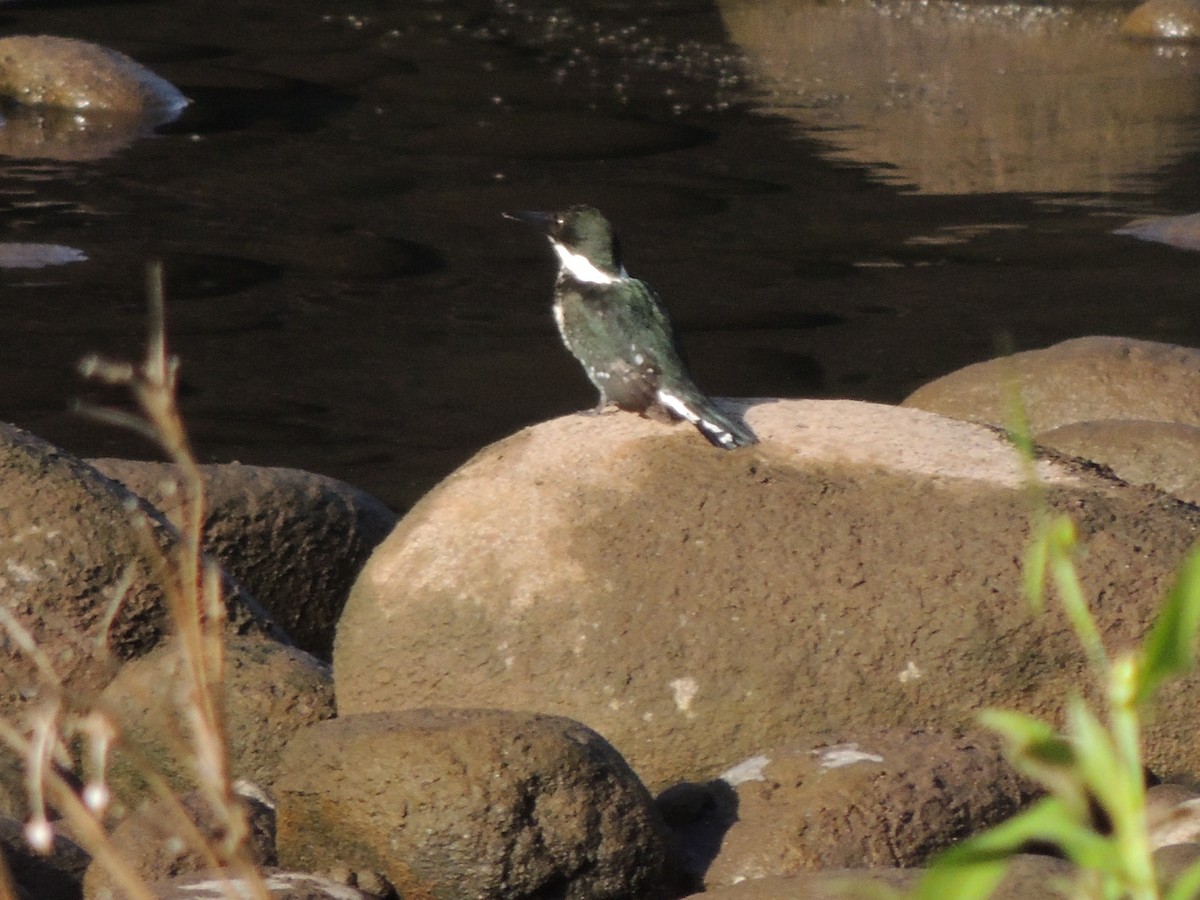Green Kingfisher - ML619578915