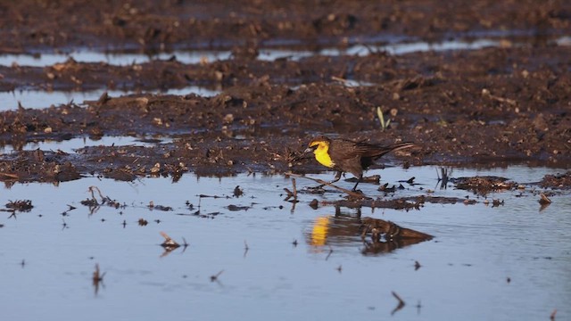 Yellow-headed Blackbird - ML619578929