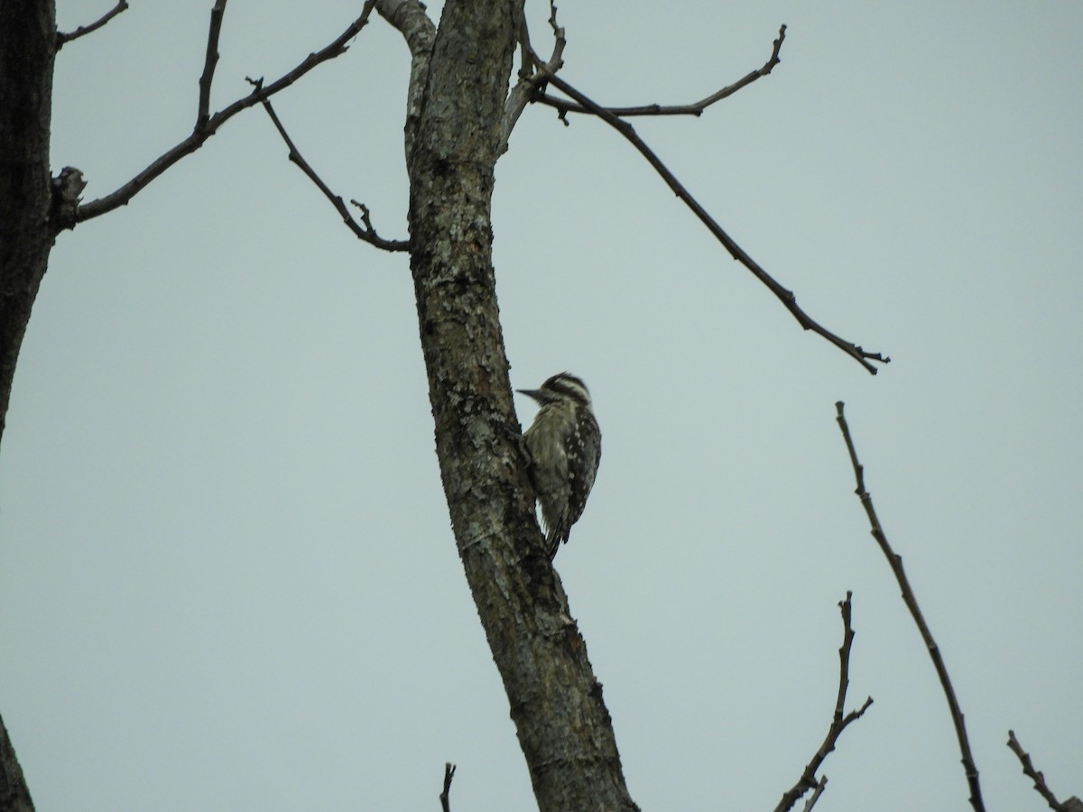 Sunda Pygmy Woodpecker - ML619578977