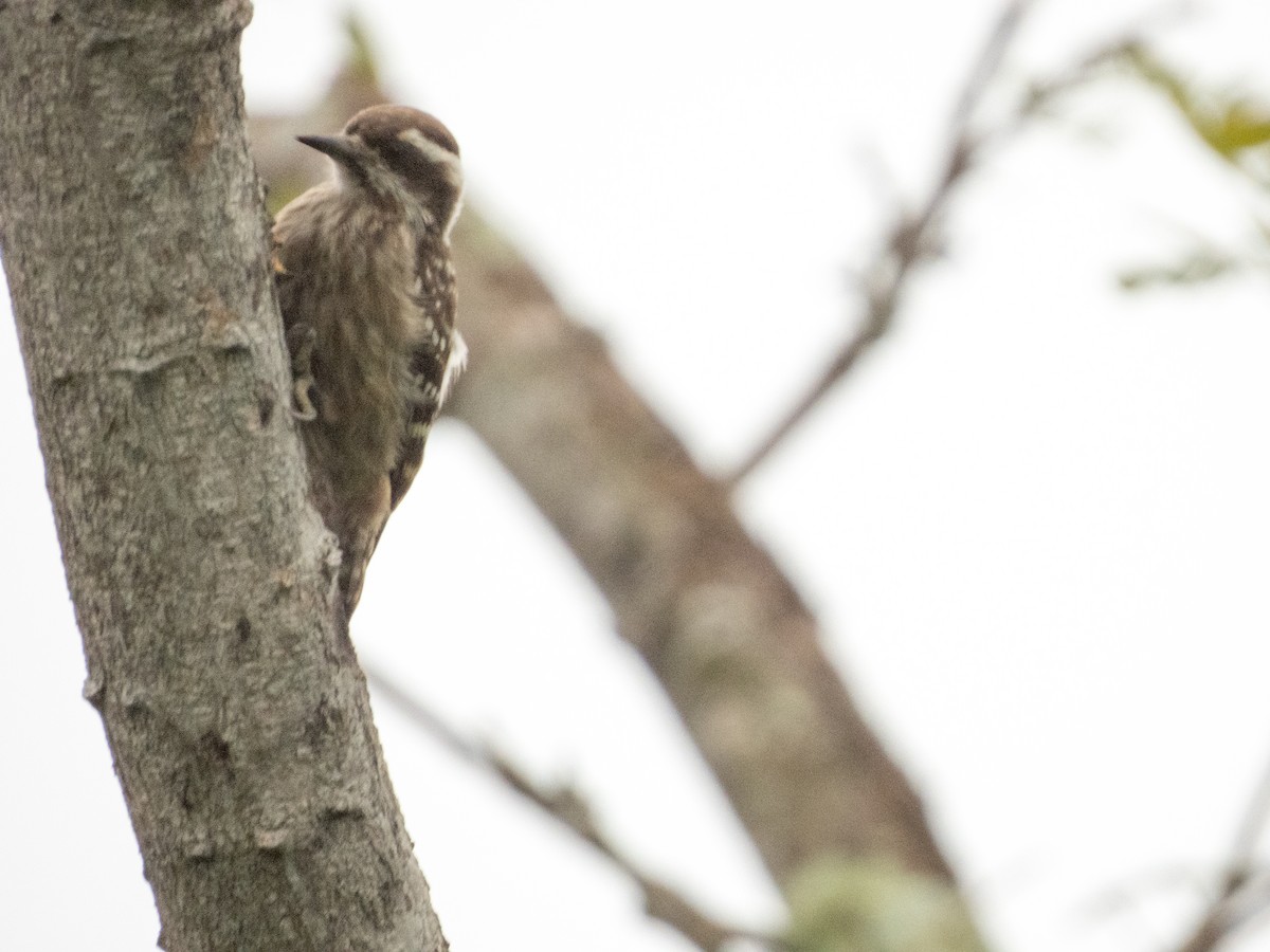 Sunda Pygmy Woodpecker - ML619578979
