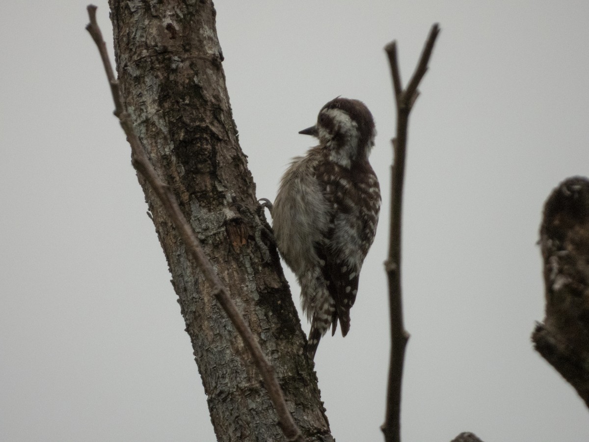 Sunda Pygmy Woodpecker - ML619578981