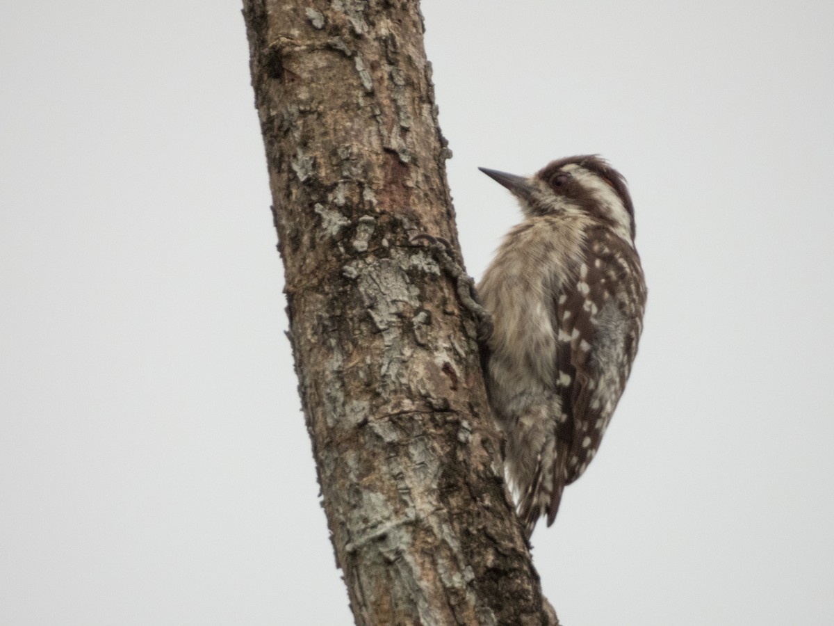 Sunda Pygmy Woodpecker - ML619578982