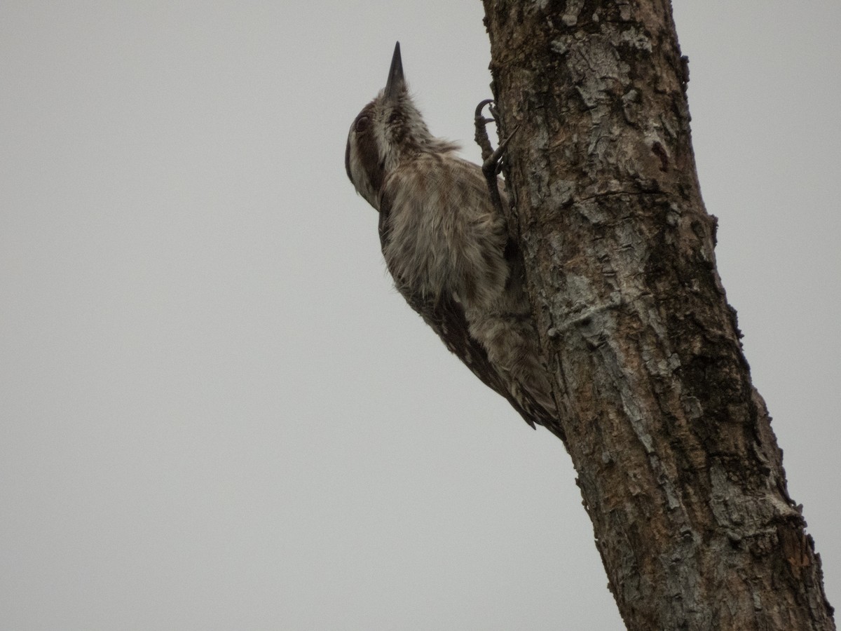 Sunda Pygmy Woodpecker - ML619578985