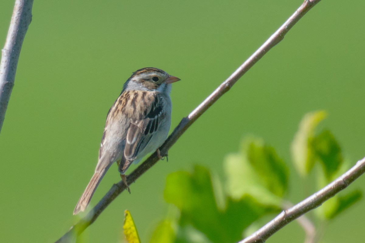 Clay-colored Sparrow - ML619578995