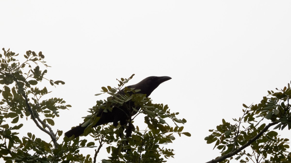 Large-billed Crow - ML619578996